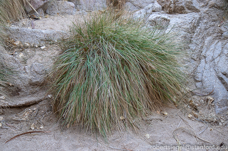 Joshua Tree National Park